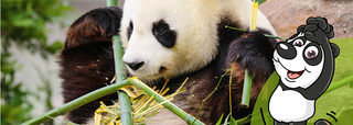 Panda avec bambou