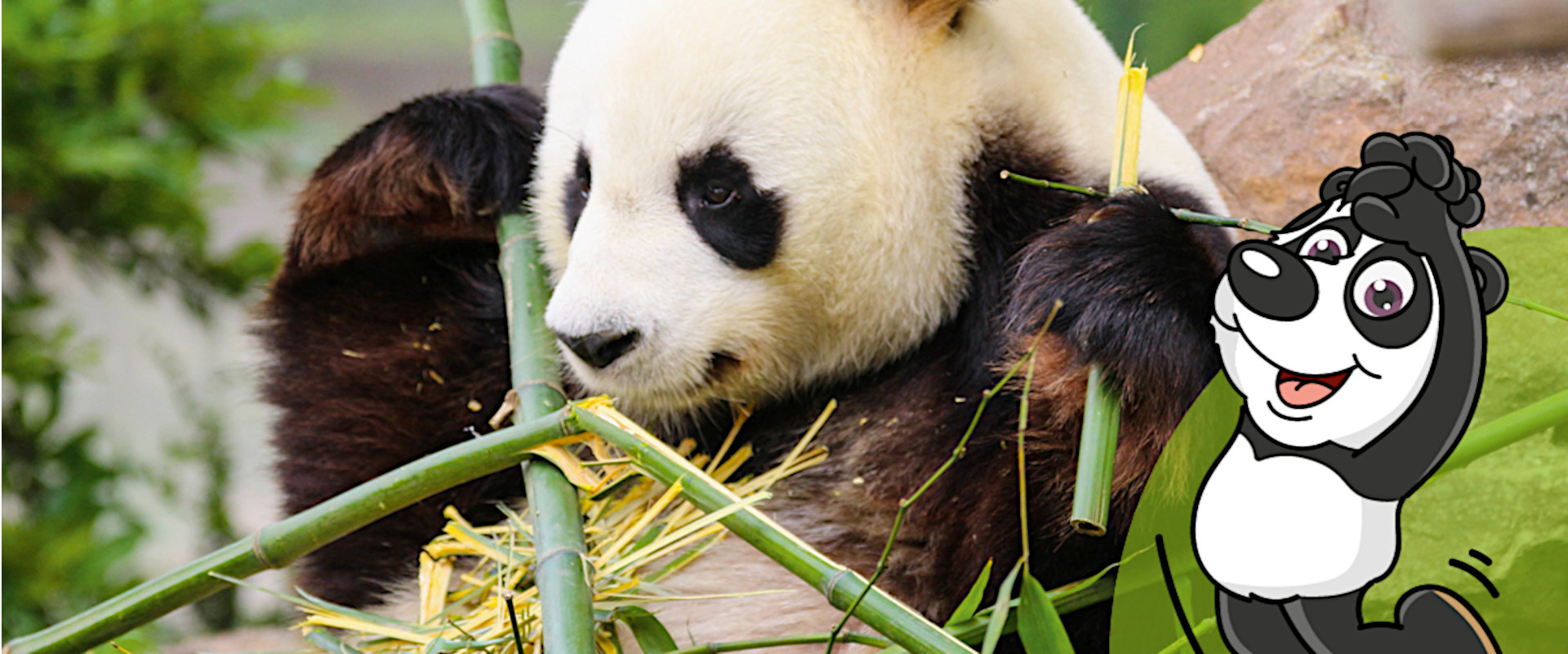 Panda avec bambou